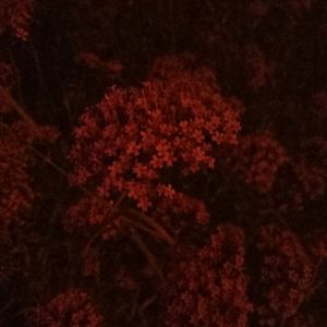 想看黑人女人大逼搞大吊
