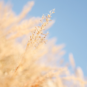 想看黑人女人大逼搞大吊

